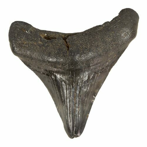 Juvenile Megalodon Tooth #56628